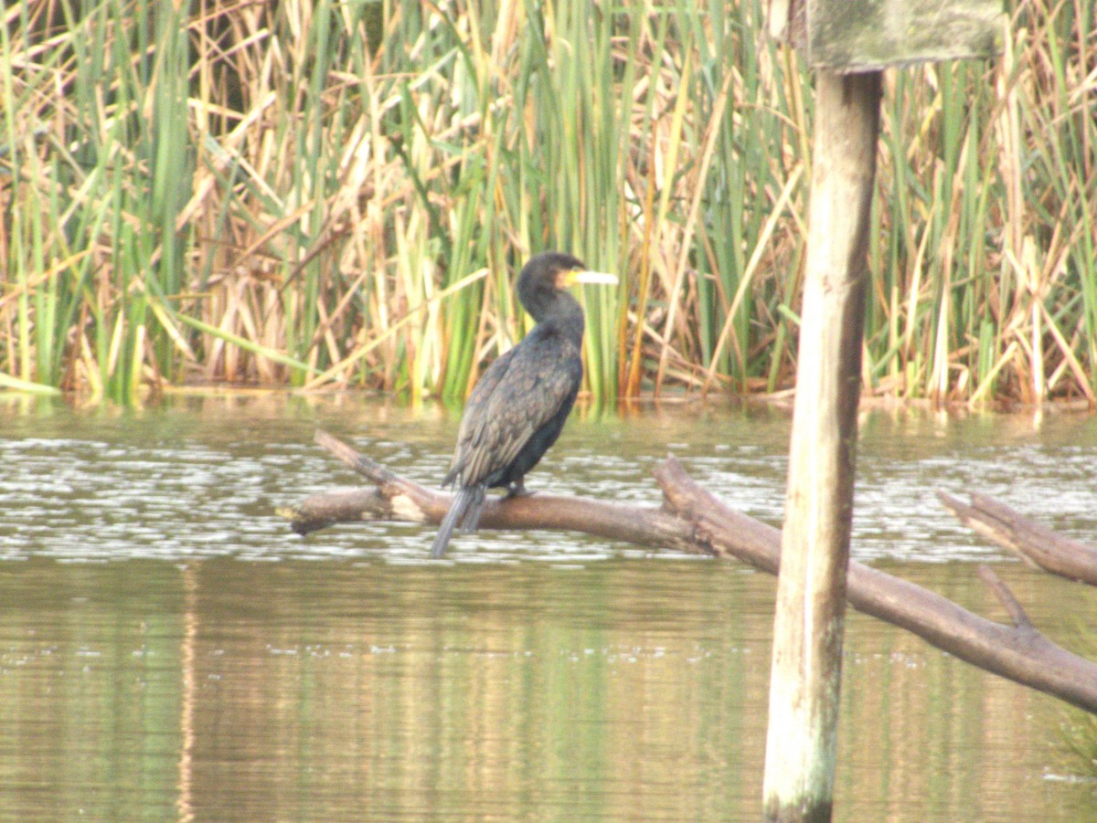 Great Cormorant (Australasian) - ML458675721