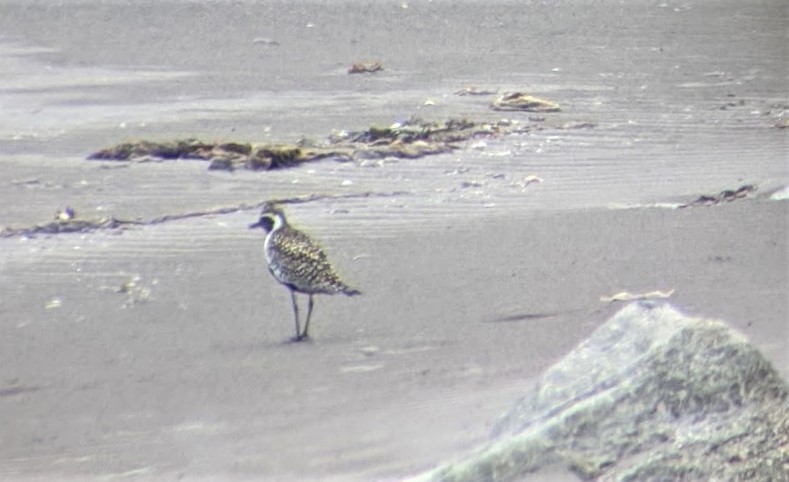 Pacific Golden-Plover - Jon. Anderson