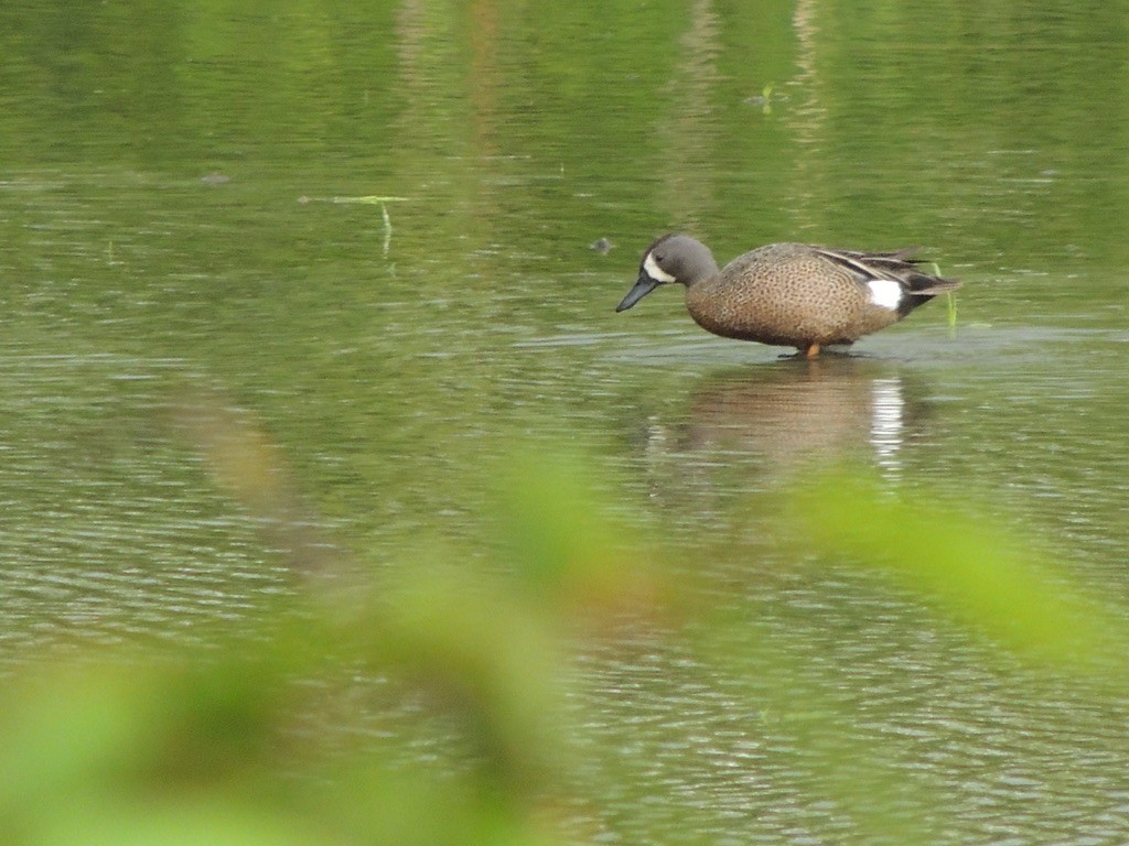 Blue-winged Teal - ML458677451