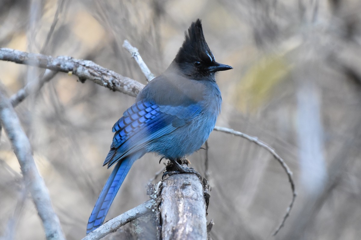 Steller's Jay - George Gibbs