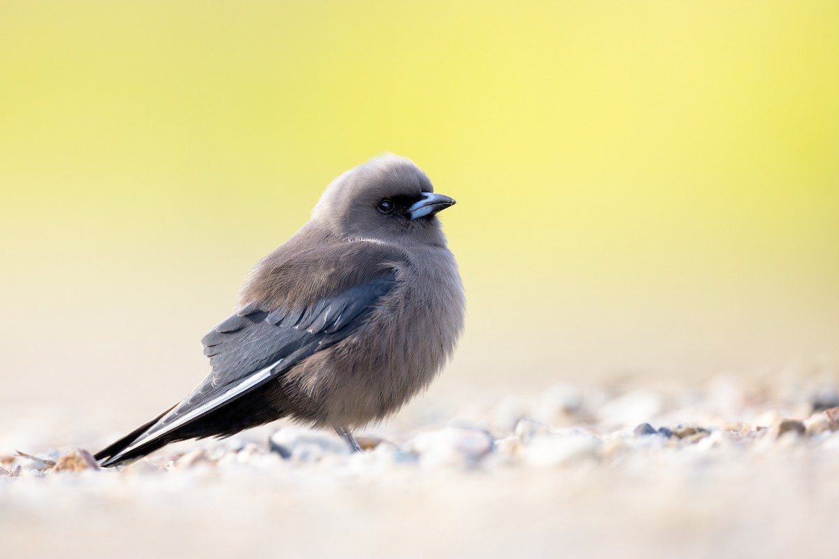 Dusky Woodswallow - ML458683861