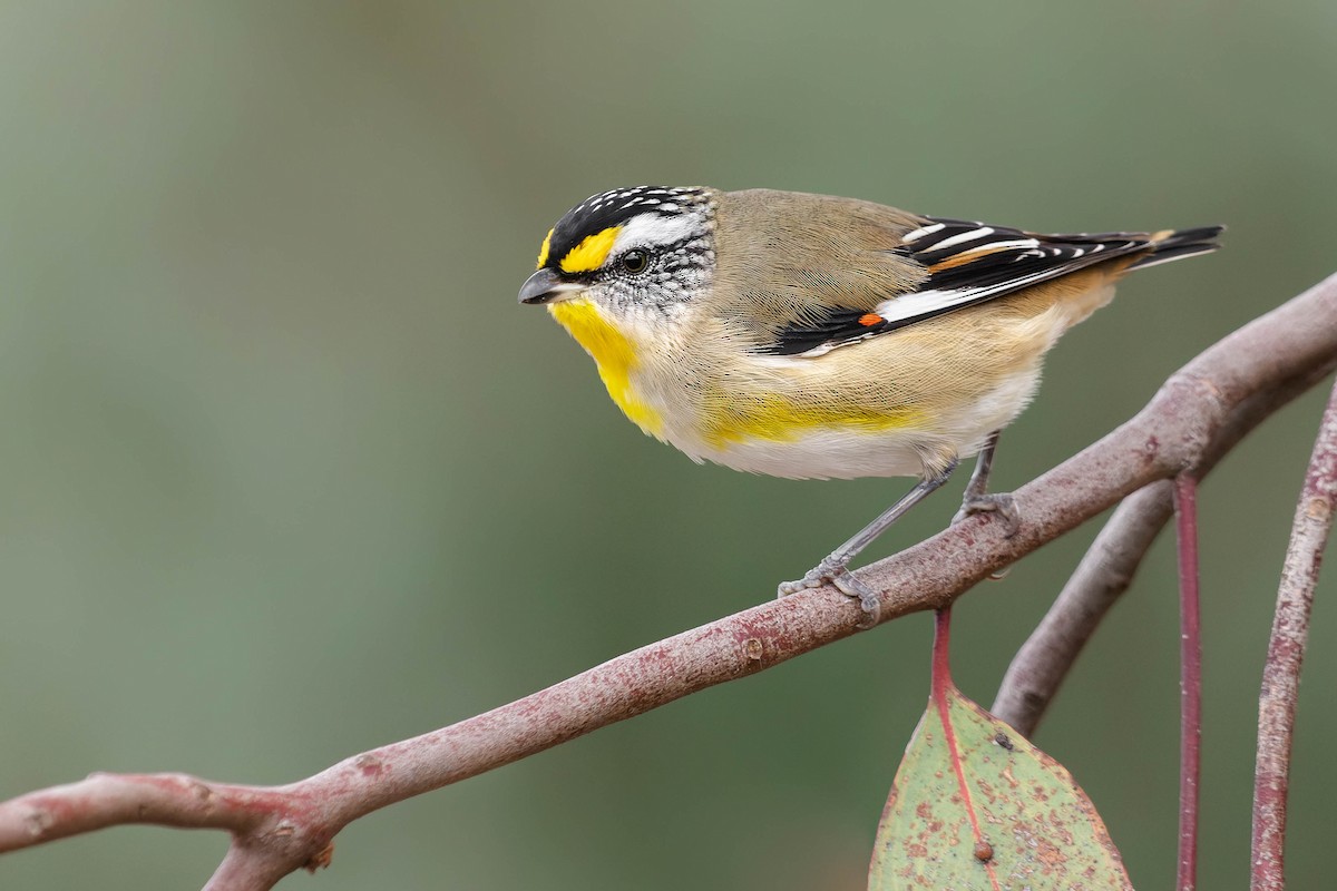 Striated Pardalote (Striated) - Zebedee Muller