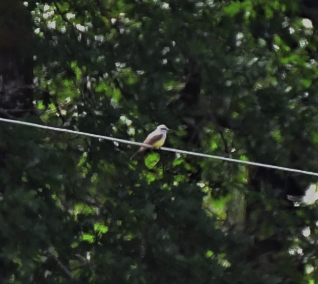 Western Kingbird - ML458684651