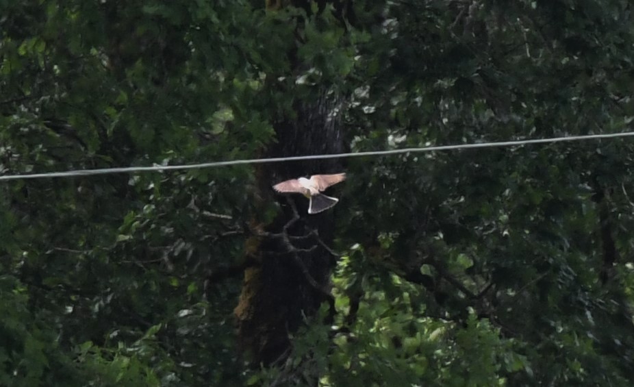 Western Kingbird - ML458684891