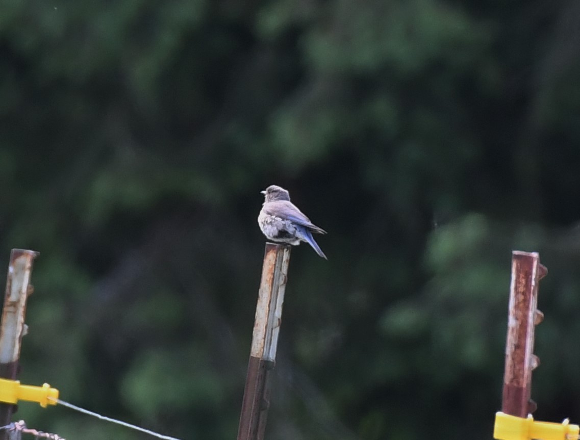 Western Bluebird - David True