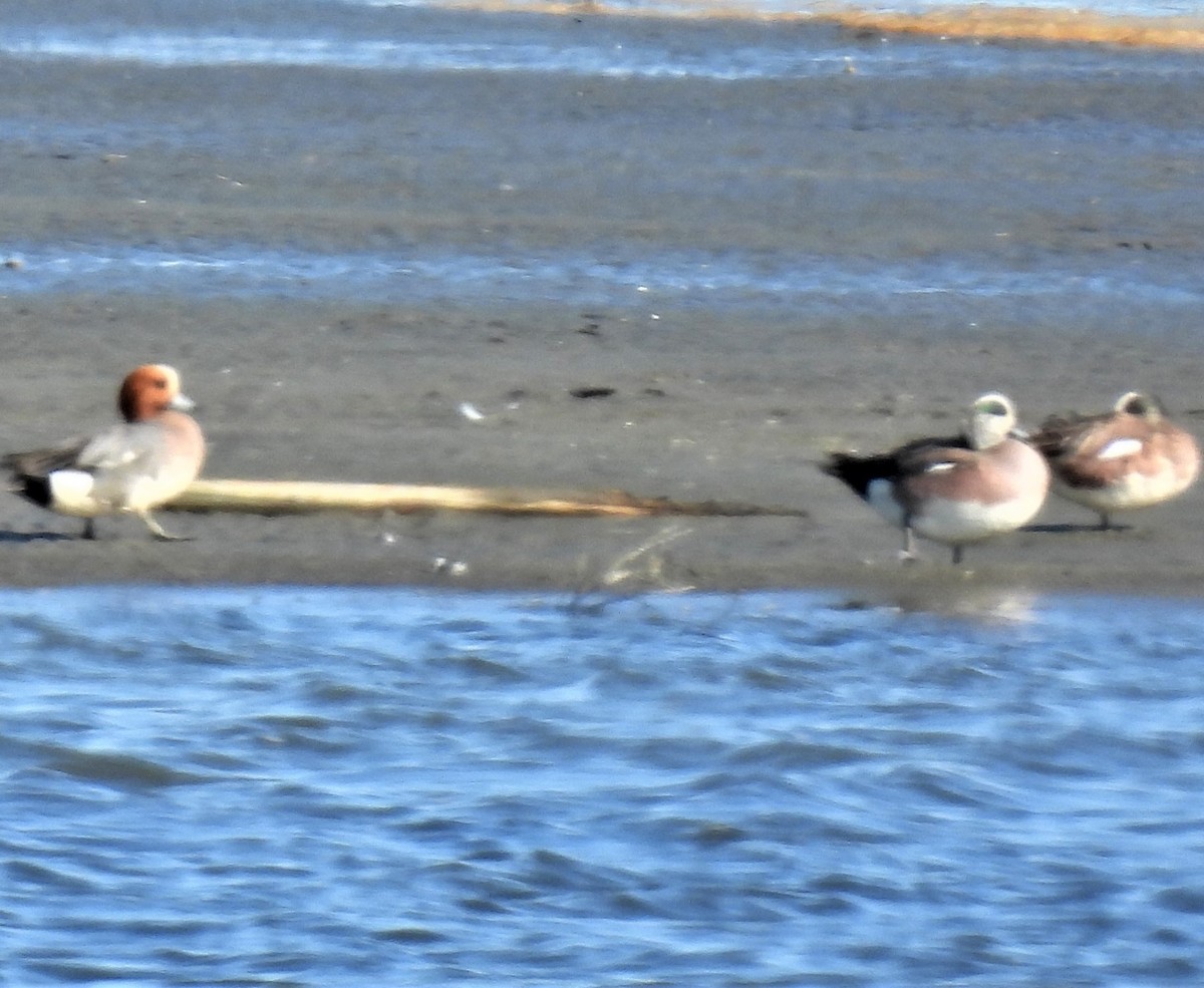 Eurasian Wigeon - ML458686471