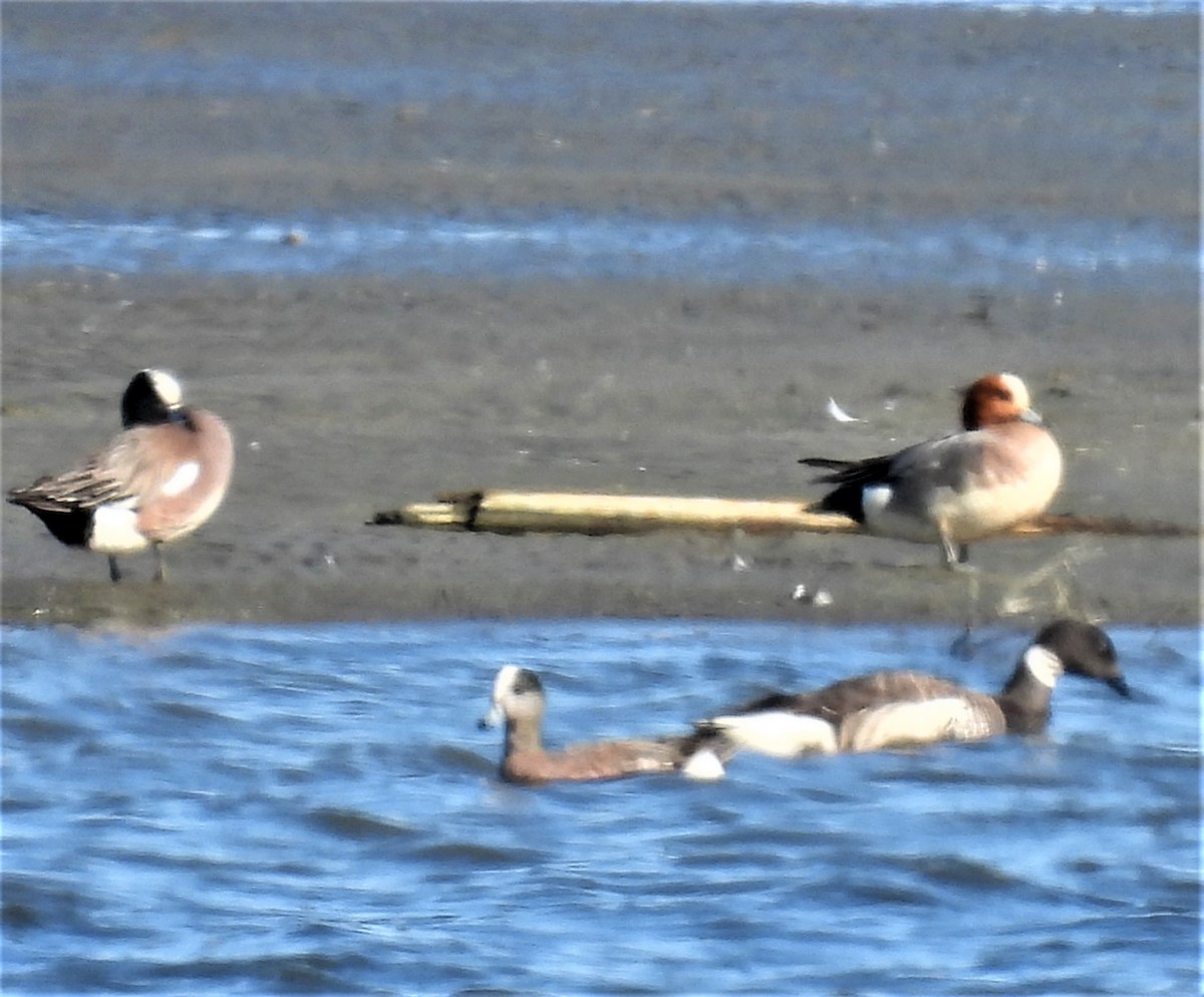 Eurasian Wigeon - ML458686601