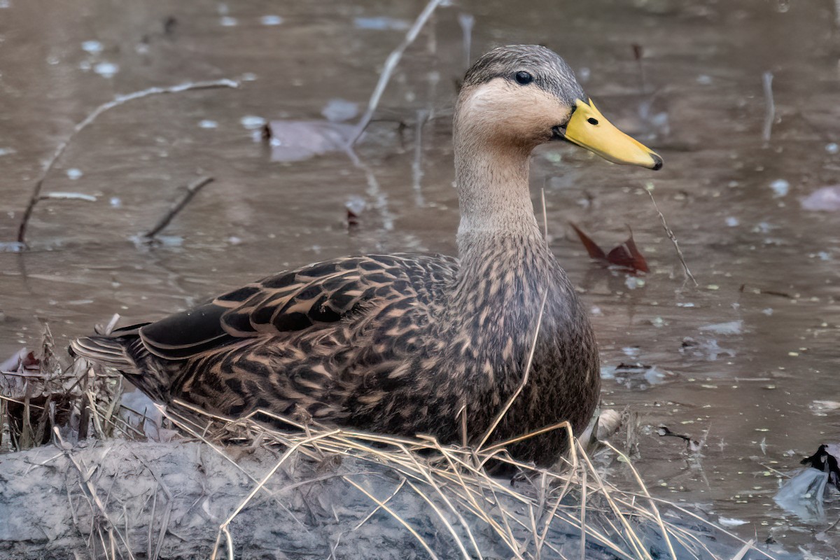 Mottled Duck - ML458687171