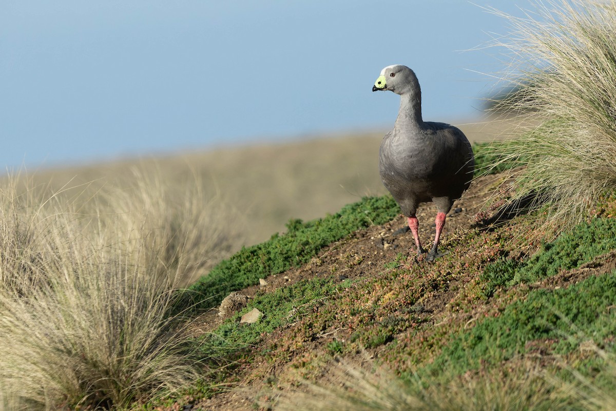 Cape Barren Goose - Zebedee Muller