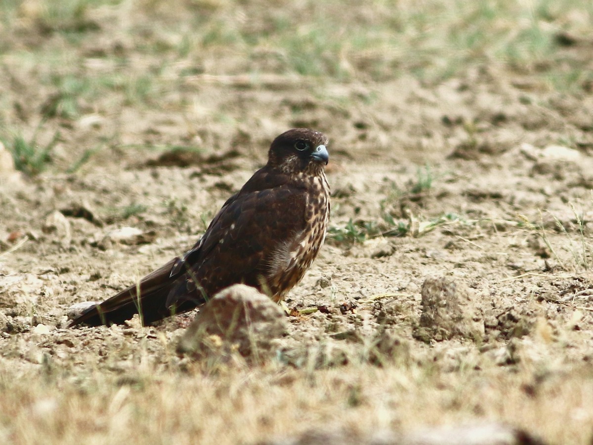 Eleonora's Falcon - ML458687361