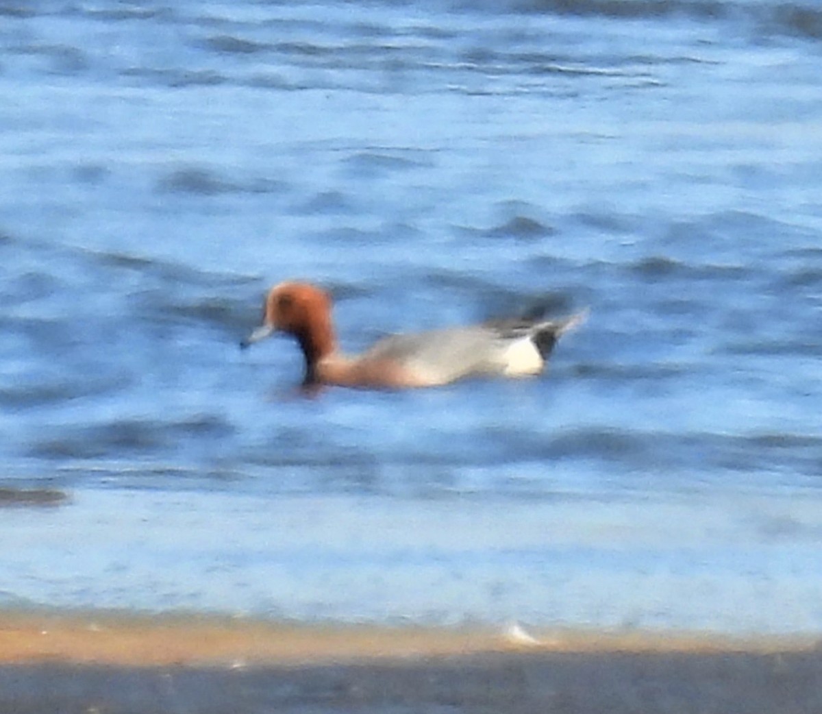 Eurasian Wigeon - ML458688451