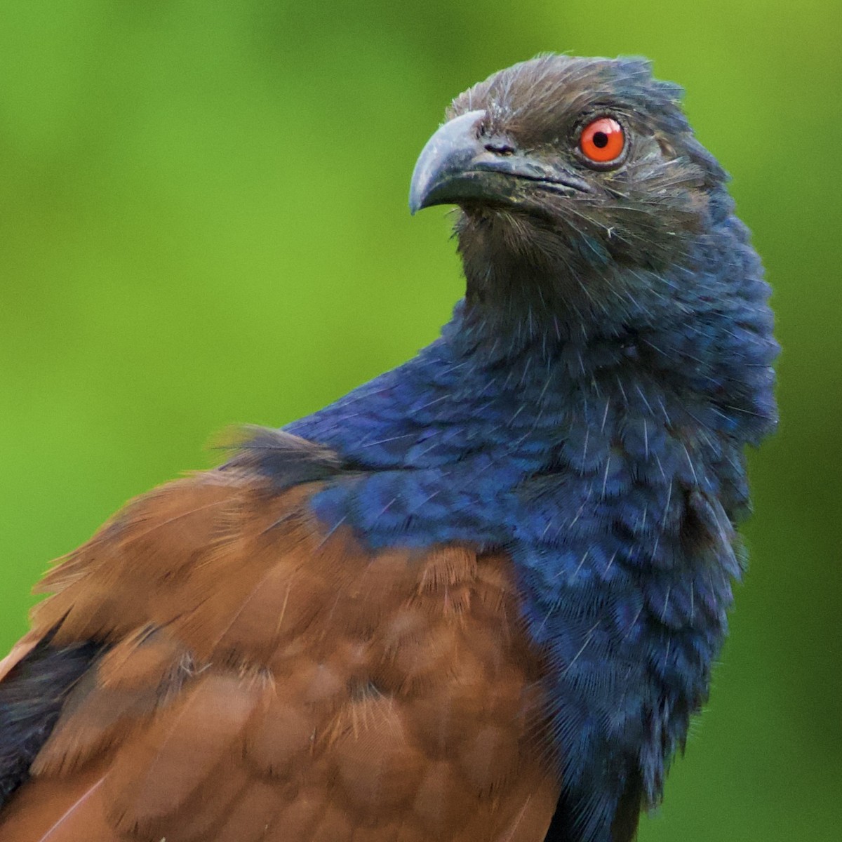 オオバンケン - ML458688521