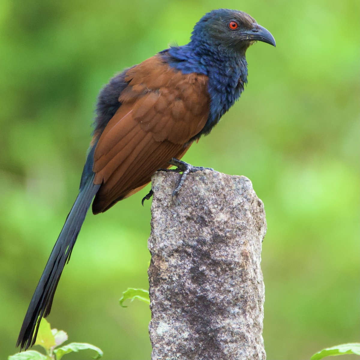 オオバンケン - ML458688531