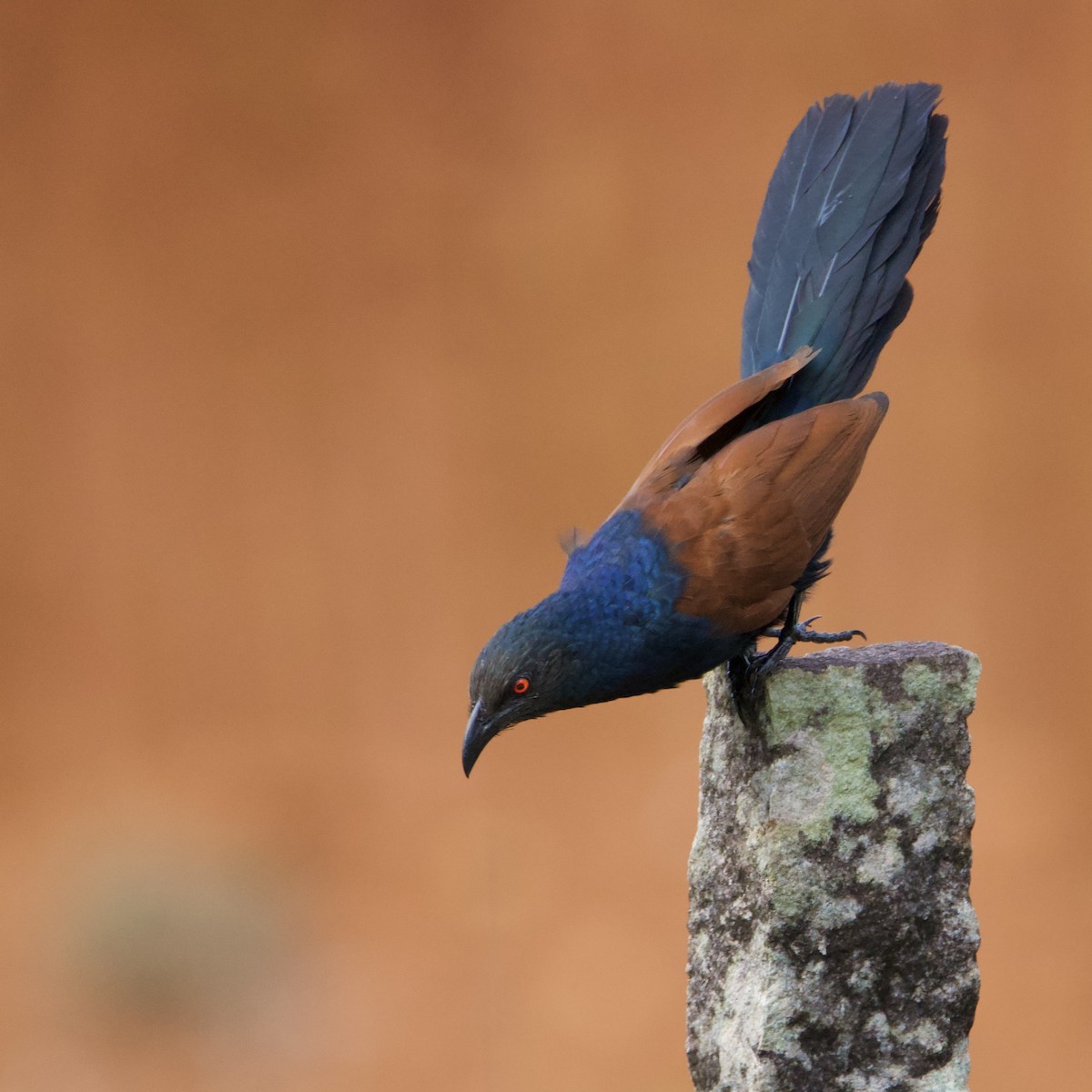 オオバンケン - ML458688541