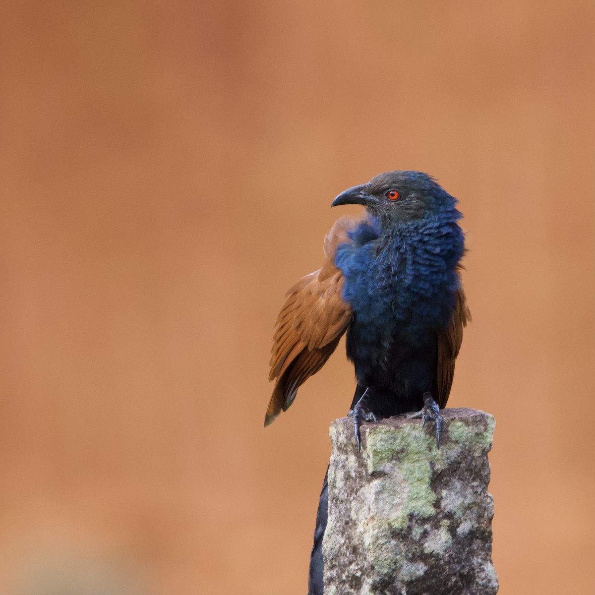 オオバンケン - ML458688551