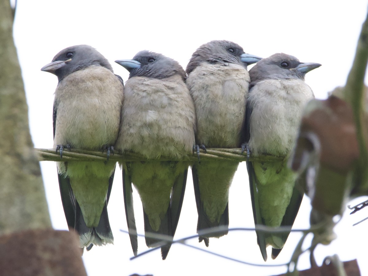 ハイイロモリツバメ - ML458688651