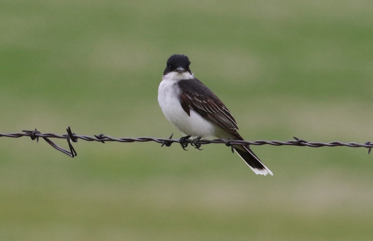 Eastern Kingbird - ML458688711