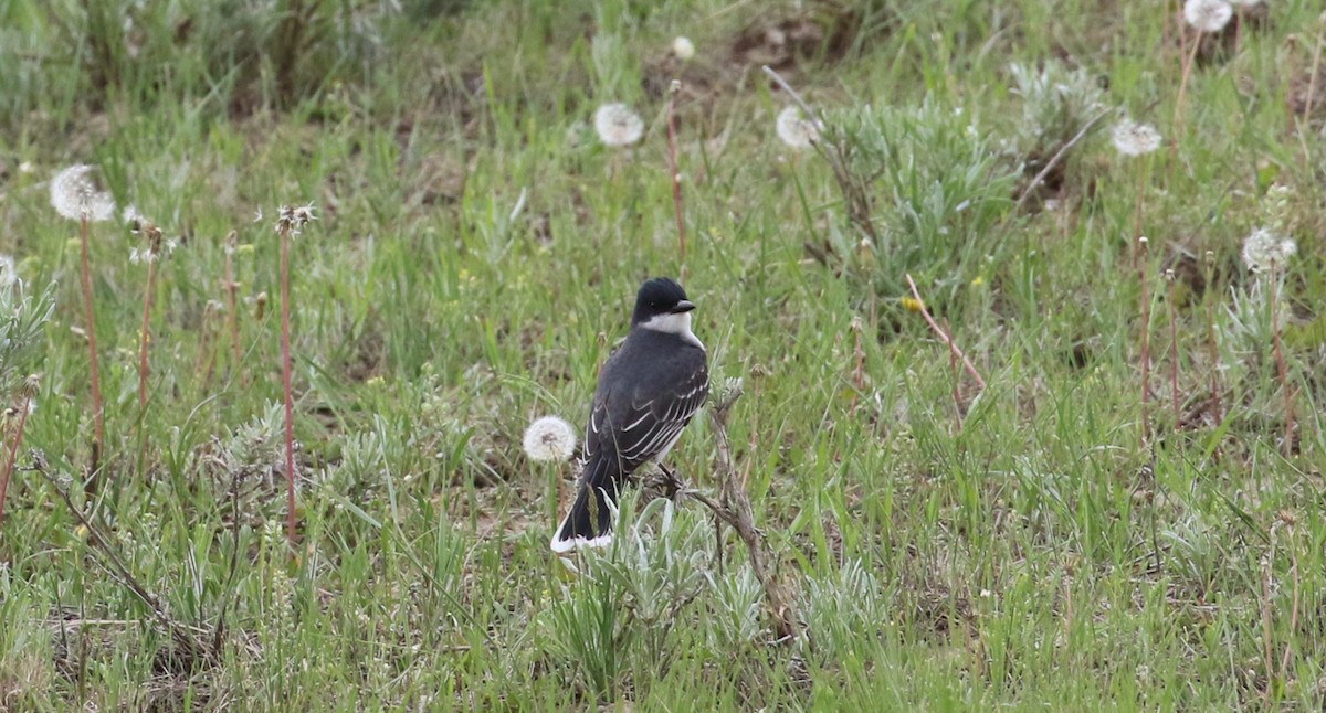 Eastern Kingbird - ML458688751