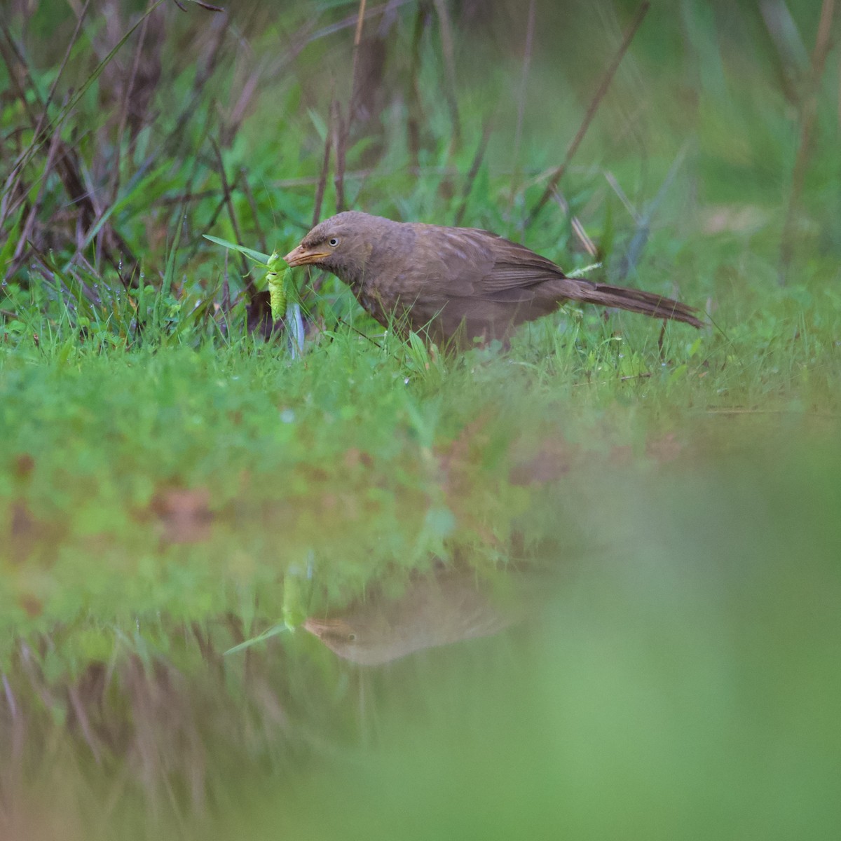 ツチイロヤブチメドリ - ML458688811