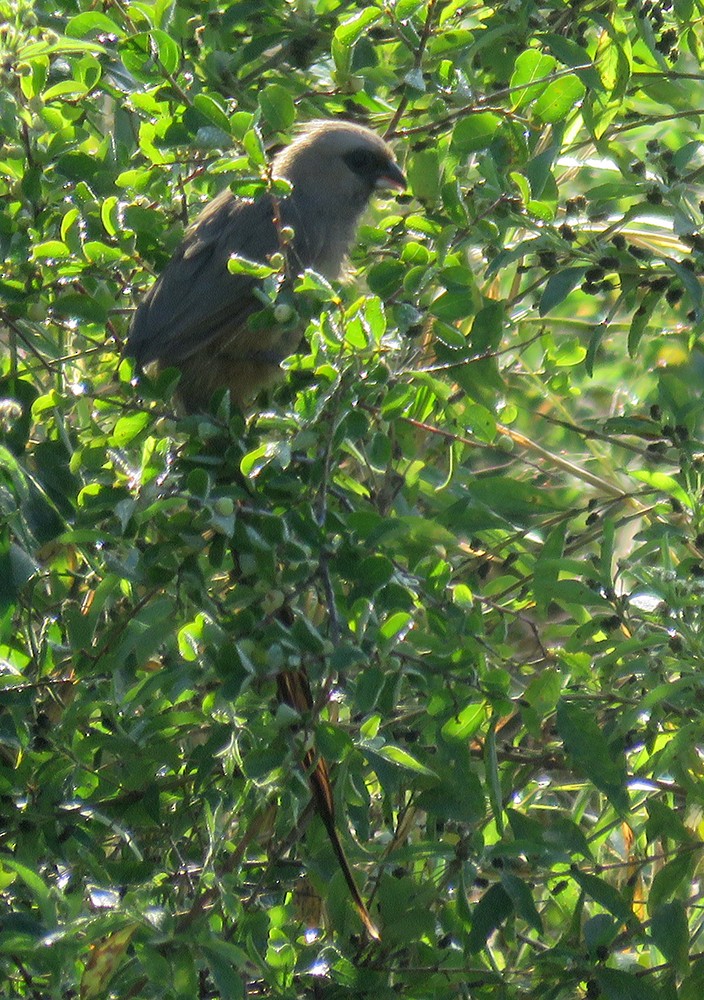 Speckled Mousebird - ML458689871