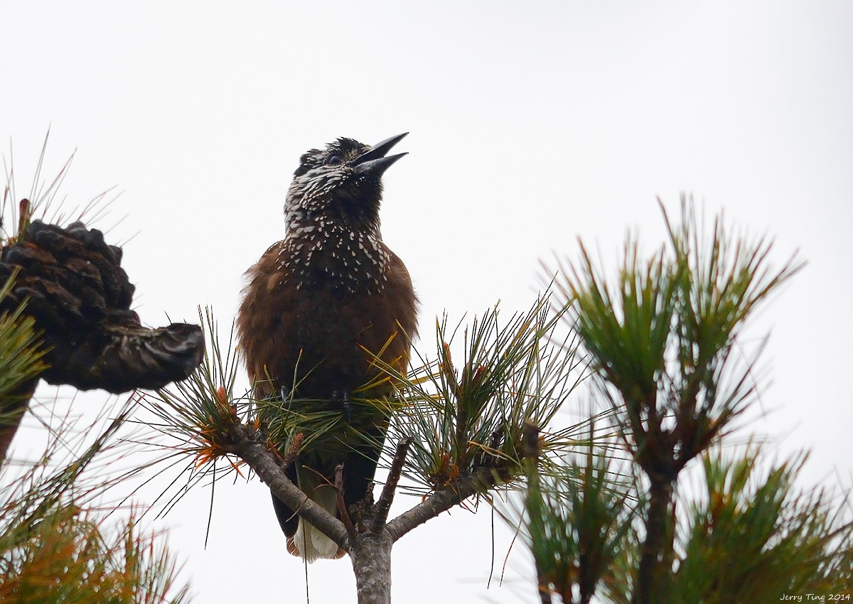 Eurasian Nutcracker - ML45868991