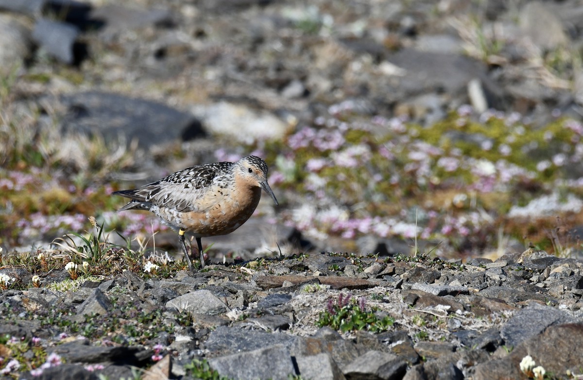 Red Knot - ML458690341