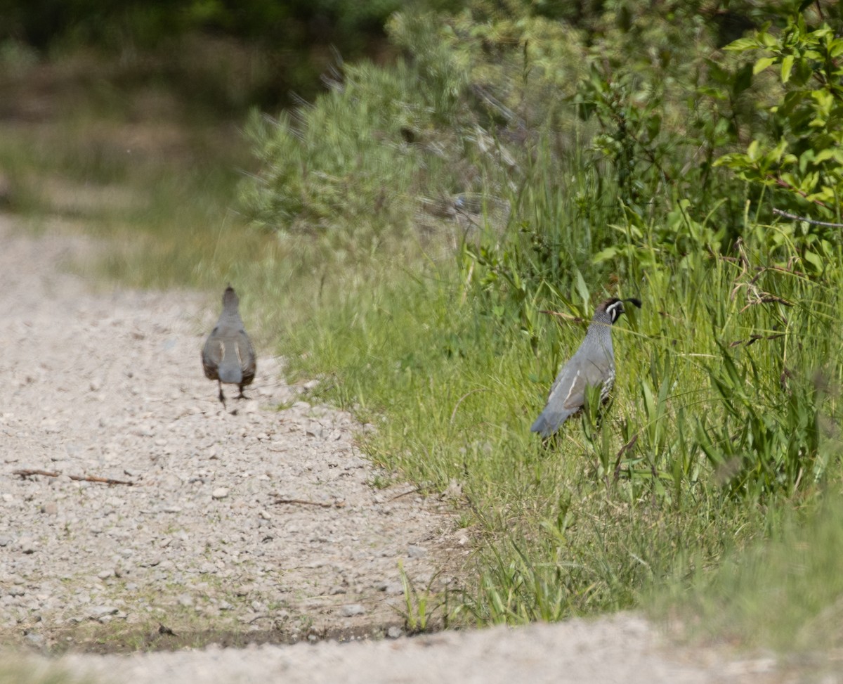 California Quail - ML458691511