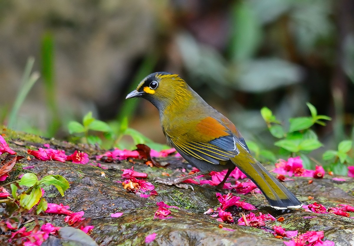 Taiwan Liocichla - ML45869191