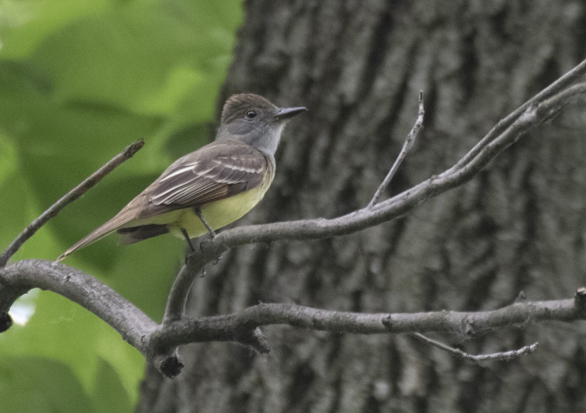 Great Crested Flycatcher - ML458692461