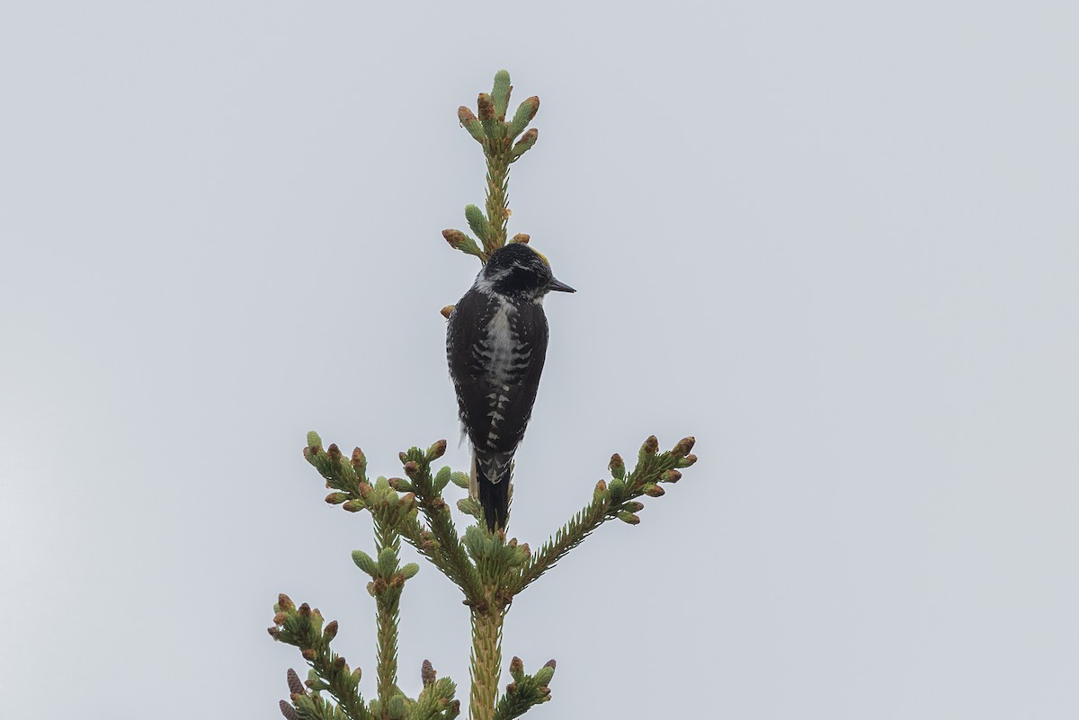 American Three-toed Woodpecker - ML458693191