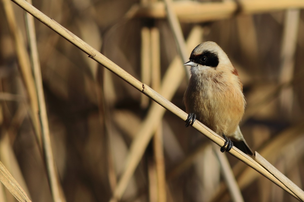 Eurasian Penduline-Tit - ML45869401