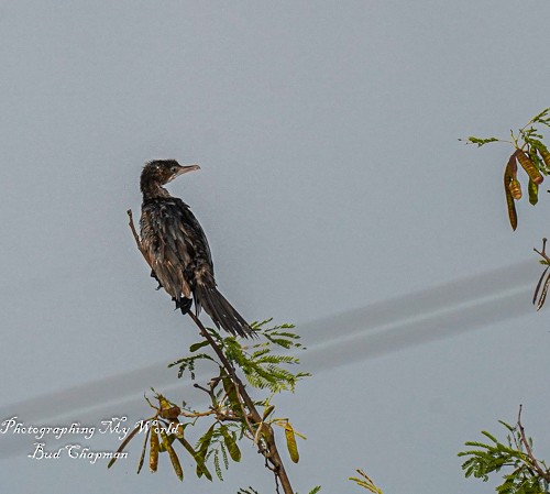 Little Cormorant - ML458694541