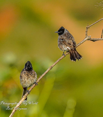 Red-vented Bulbul - ML458694831