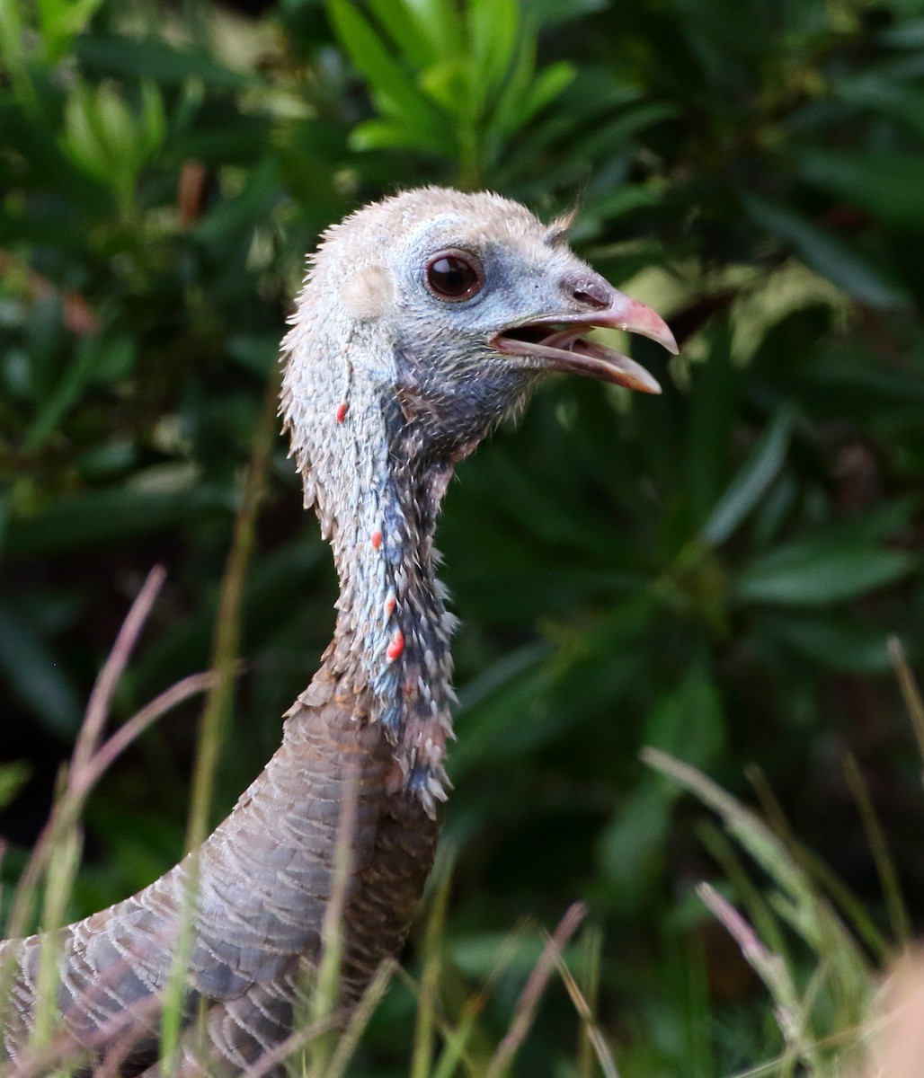 Wild Turkey - Kent Leland