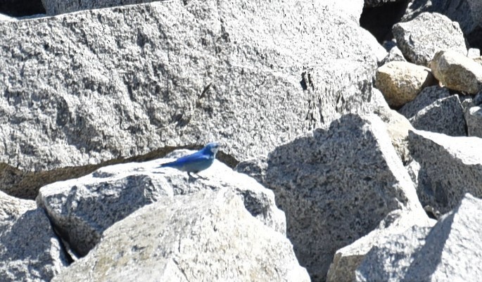 Mountain Bluebird - Sze On Ng (Aaron)