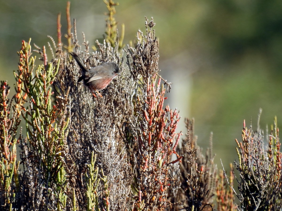 Dartford Warbler - Daniel Raposo 🦅