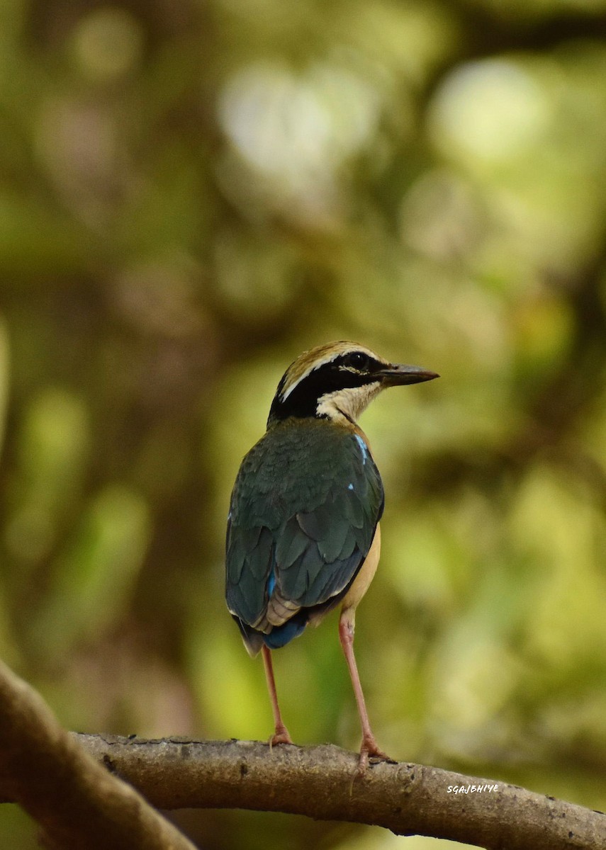 Indian Pitta - Sharad Gajbhiye