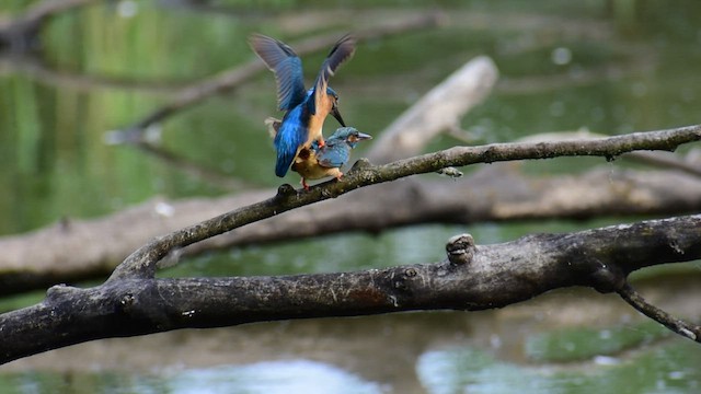 Common Kingfisher - ML458703741