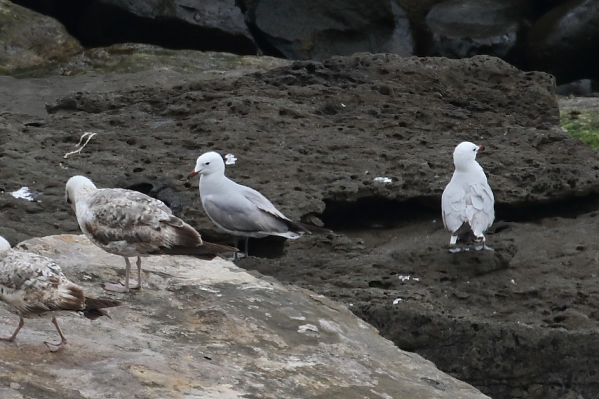 Audouin's Gull - ML458703881