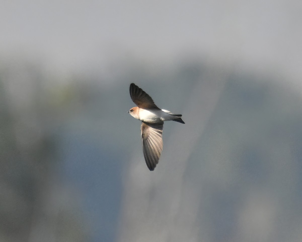 Fairy Martin - ML458704461