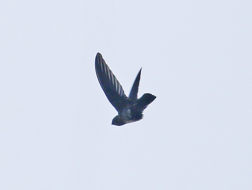 Plume-toed Swiftlet - ML458704961