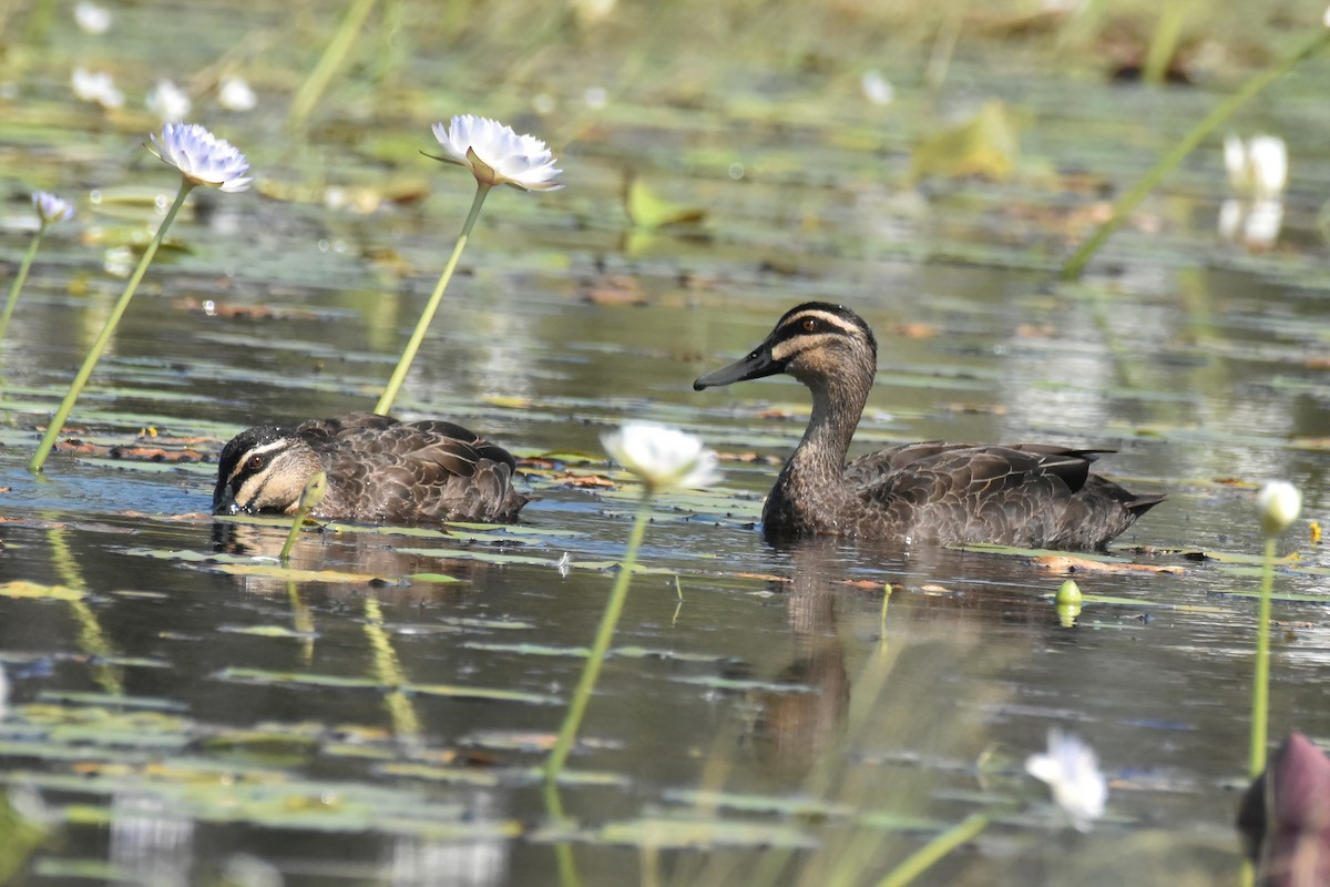 Pacific Black Duck - ML458705301