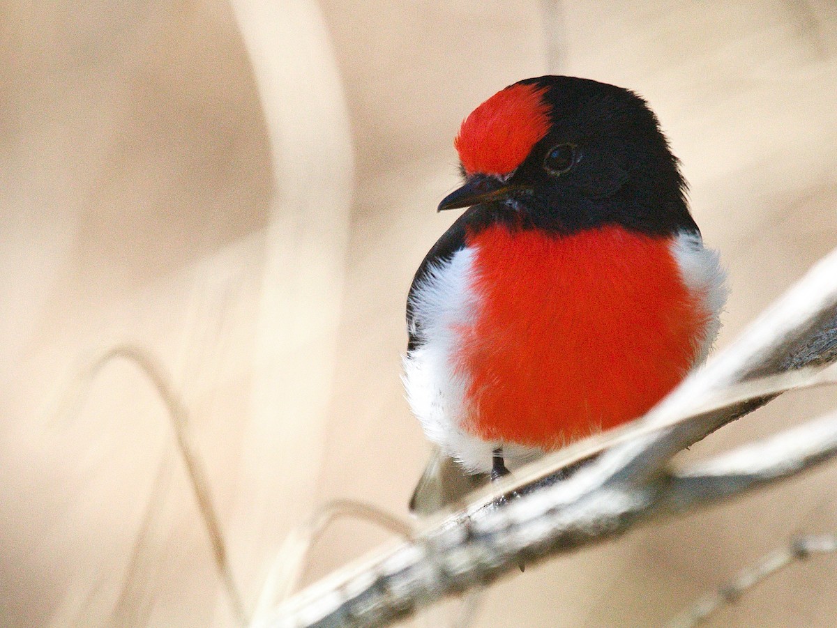 Red-capped Robin - ML458705341