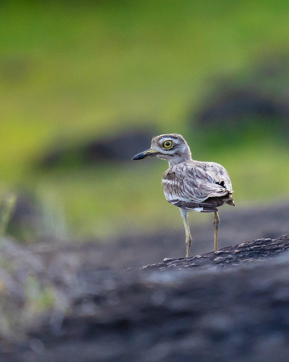 Indian Thick-knee - ML458705431