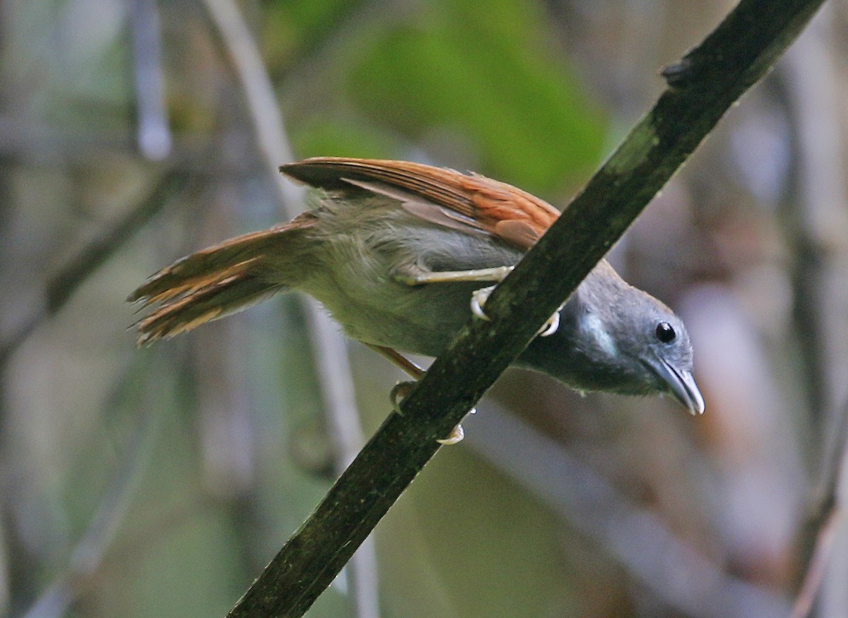 Chestnut-winged Babbler - Neoh Hor Kee