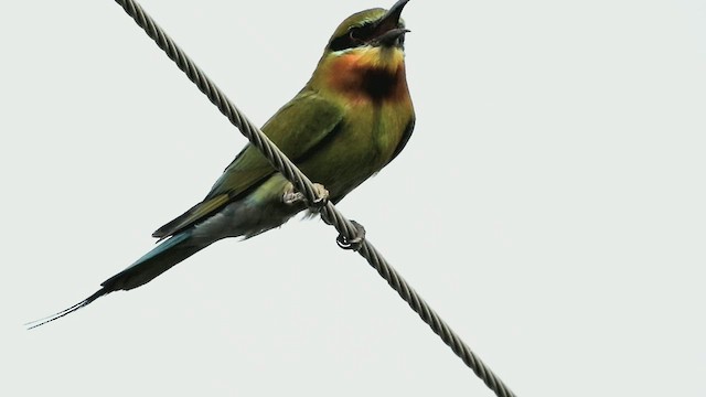 Blue-tailed Bee-eater - ML458705621