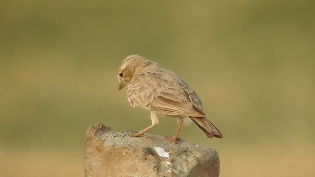 Sand Lark - ML458706181