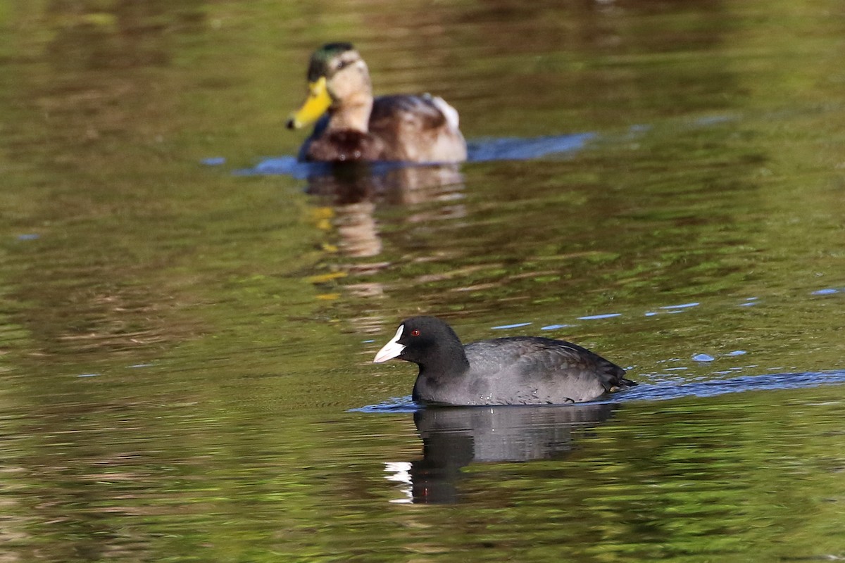 Eurasian Coot - ML458706591