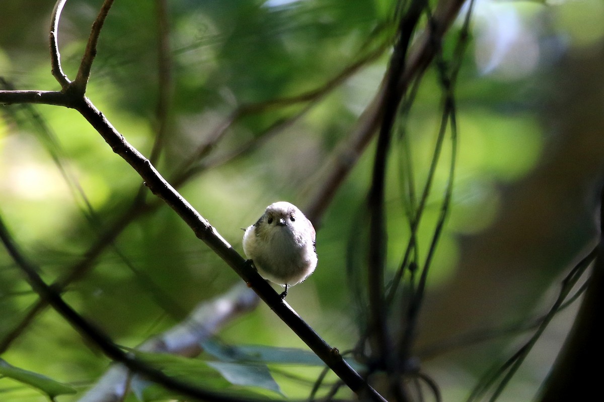 Long-tailed Tit - ML458706641