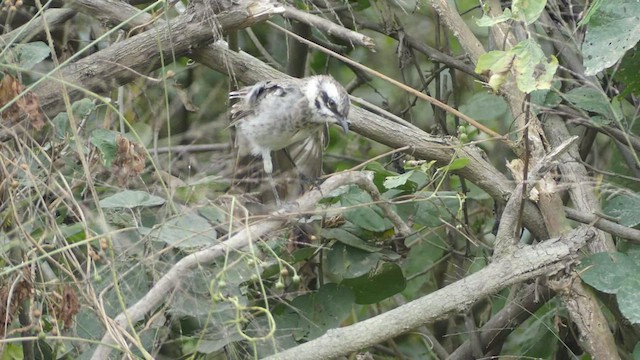 Long-tailed Mockingbird - ML458706801